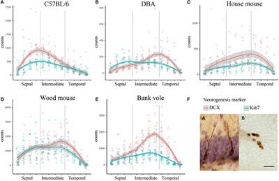 Effects of Strain and Species on the Septo-Temporal Distribution of Adult Neurogenesis in Rodents